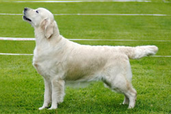 Prima