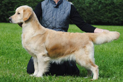 Troja
